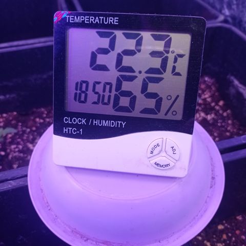 Royal Dwarf growlog timeline photo