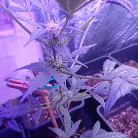 Royal Dwarf growlog timeline photo