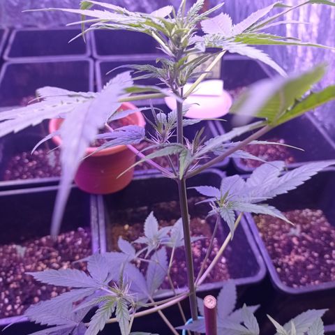 Royal Dwarf growlog timeline photo