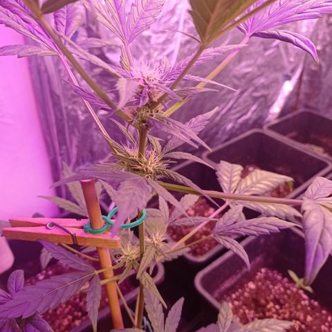 Royal Dwarf growlog timeline photo