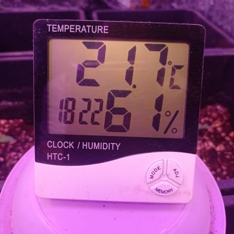 Royal Dwarf growlog timeline photo