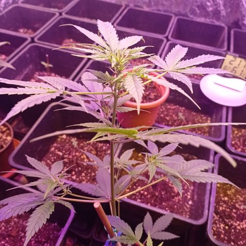 Royal Dwarf growlog timeline photo