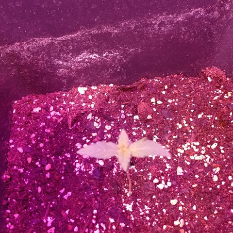 Milky Way #01 growlog timeline photo