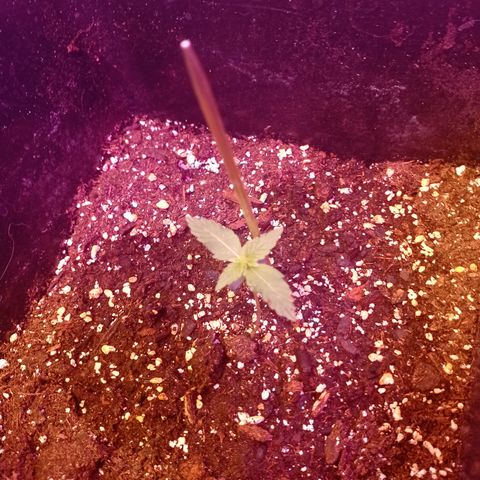Milky Way #01 growlog timeline photo