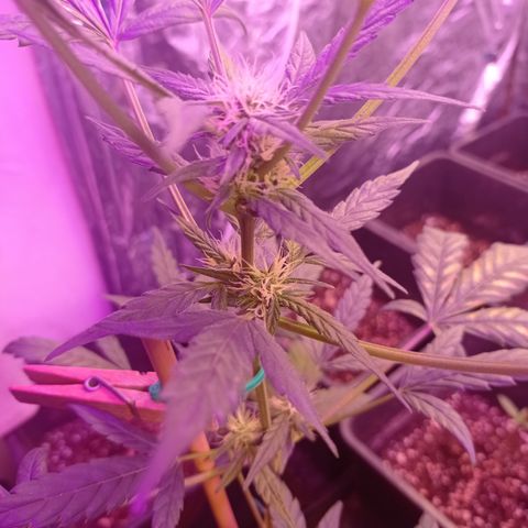 Royal Dwarf growlog timeline photo
