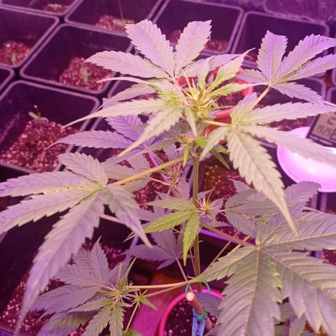 Royal Dwarf growlog timeline photo