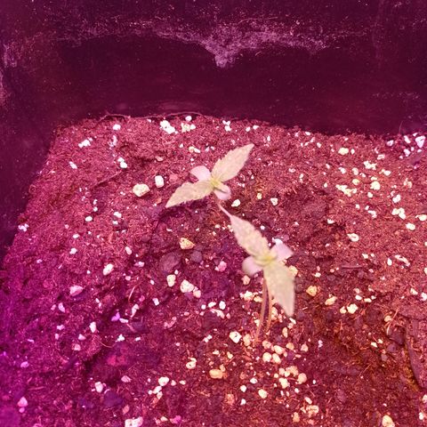 Milky Way #01 growlog timeline photo