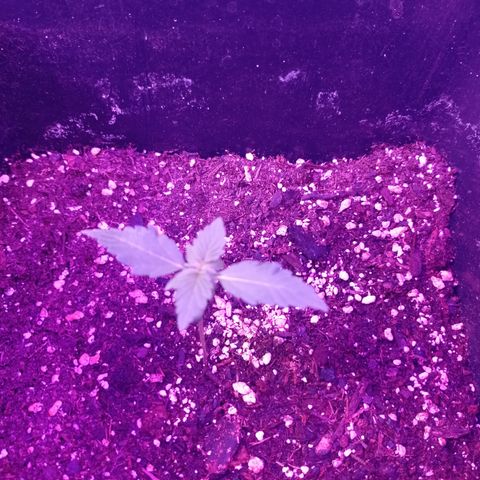 Milky Way #01 growlog timeline photo