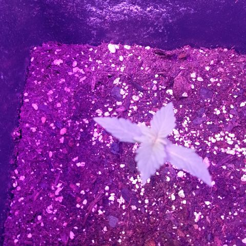Milky Way #01 growlog timeline photo
