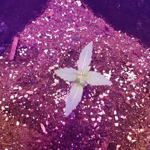 Milky Way #01 growlog timeline photo
