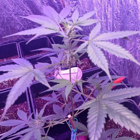 Royal Dwarf growlog timeline photo