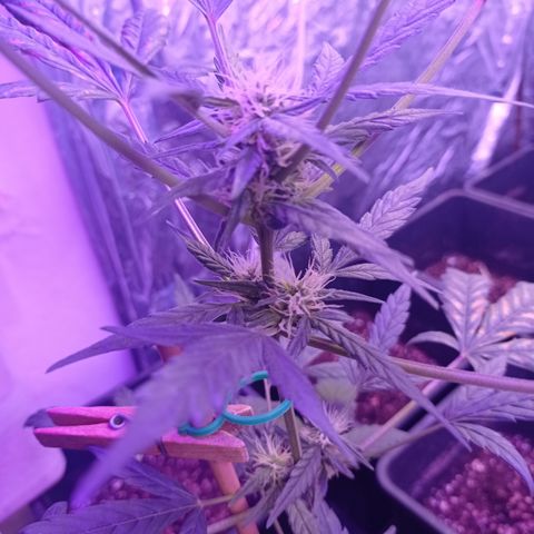 Royal Dwarf growlog timeline photo