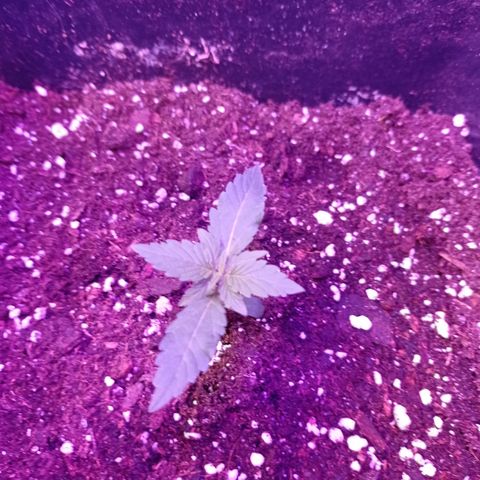 Milky Way #01 growlog timeline photo