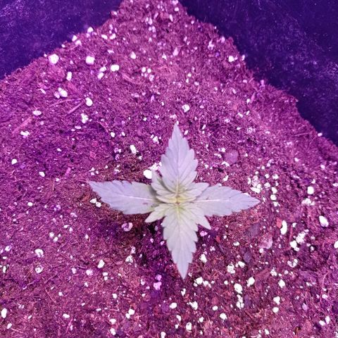 Milky Way #01 growlog timeline photo