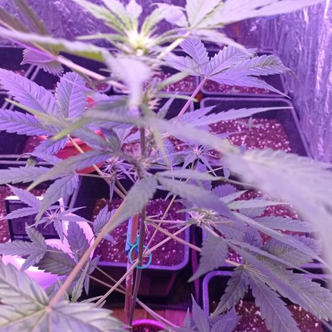 Royal Dwarf growlog timeline photo