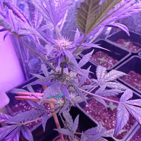 Royal Dwarf growlog timeline photo