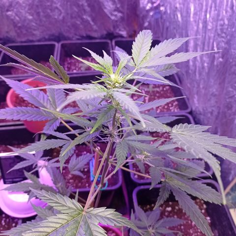 Royal Dwarf growlog timeline photo