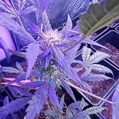 Royal Dwarf growlog timeline photo