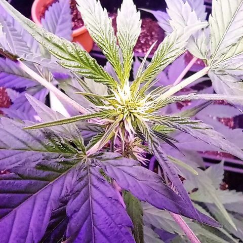 Royal Dwarf growlog timeline photo