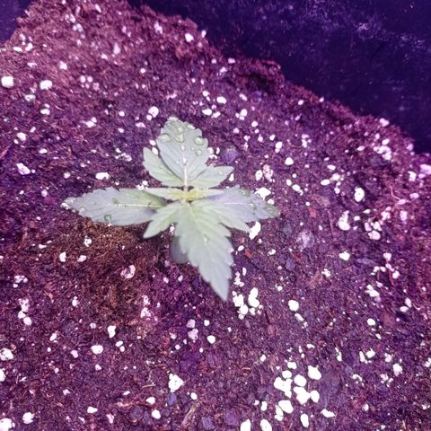 Milky Way #01 growlog timeline photo