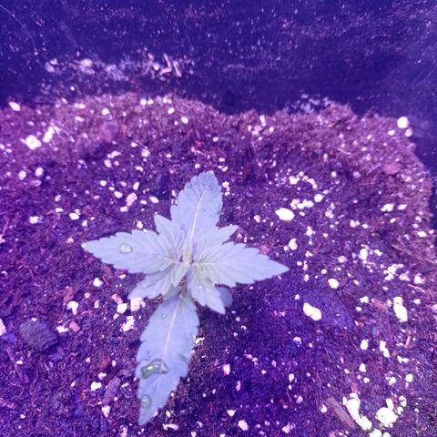 Milky Way #01 growlog timeline photo