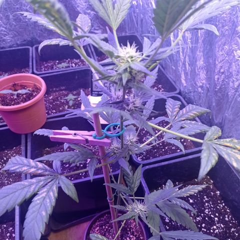 Royal Dwarf growlog timeline photo