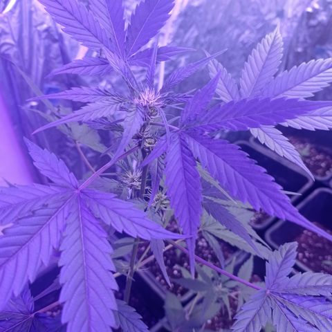Royal Dwarf growlog timeline photo