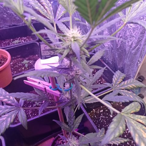 Royal Dwarf growlog timeline photo