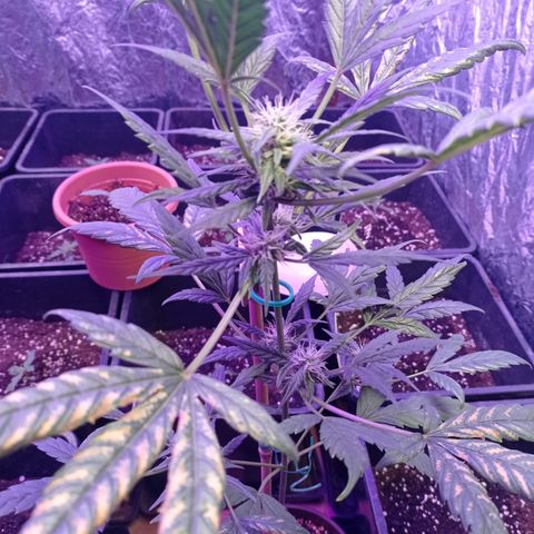Royal Dwarf growlog timeline photo