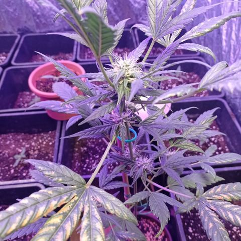 Royal Dwarf growlog timeline photo