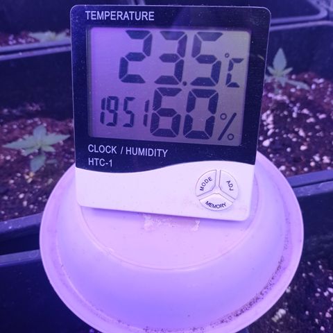 Royal Dwarf growlog timeline photo