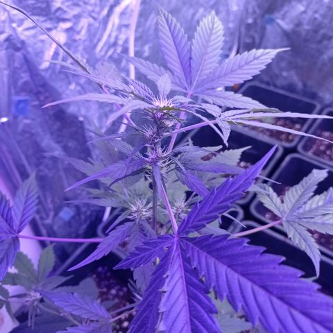 Royal Dwarf growlog timeline photo