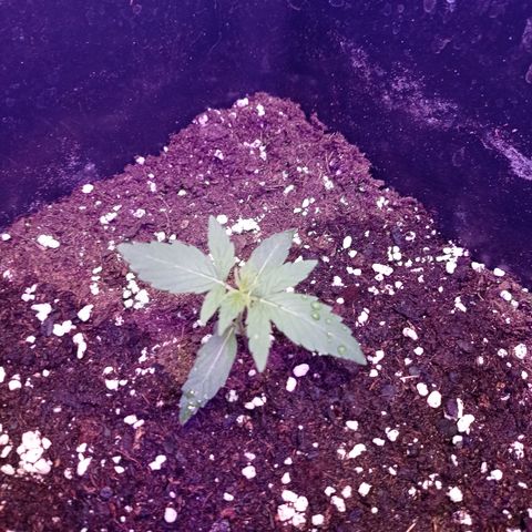 Milky Way #01 growlog timeline photo