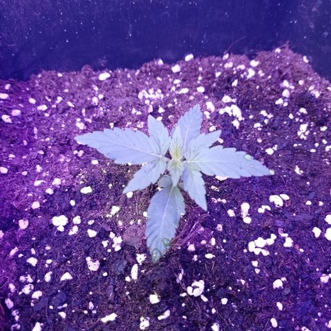 Milky Way #01 growlog timeline photo