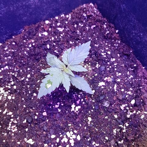 Milky Way #01 growlog timeline photo