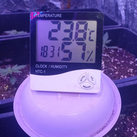 Royal Dwarf growlog timeline photo