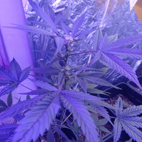 Royal Dwarf growlog timeline photo