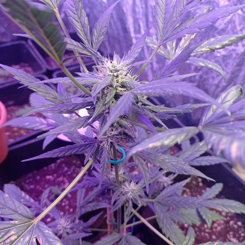 Royal Dwarf growlog timeline photo