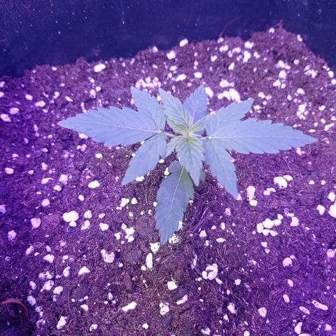 Milky Way #01 growlog timeline photo