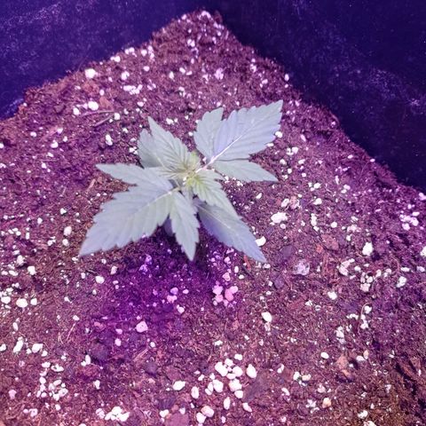 Milky Way #01 growlog timeline photo