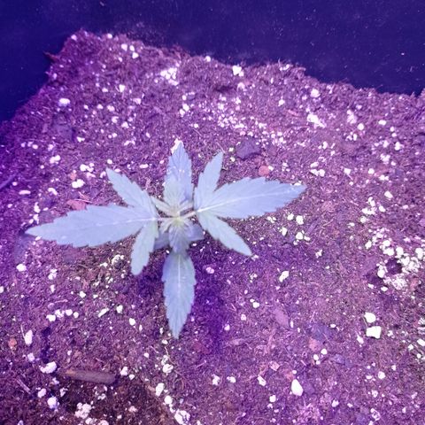 Milky Way #01 growlog timeline photo
