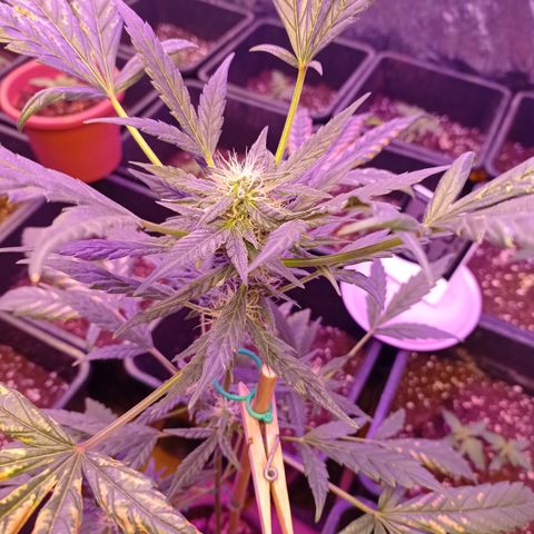 Royal Dwarf growlog timeline photo