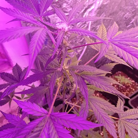 Royal Dwarf growlog timeline photo