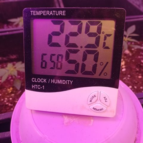 Royal Dwarf growlog timeline photo