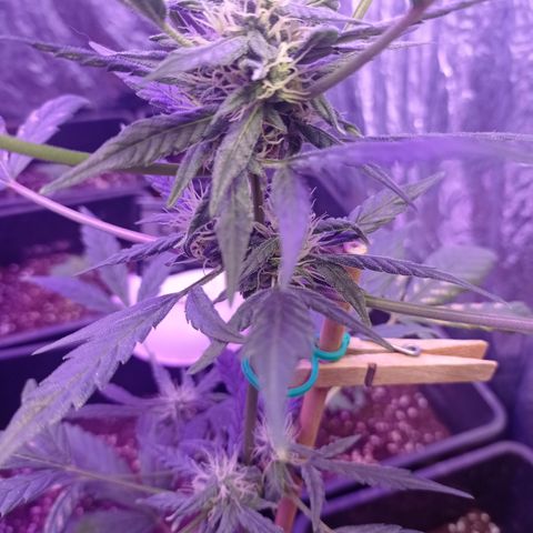 Royal Dwarf growlog timeline photo