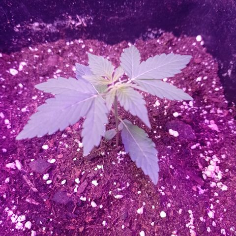 Milky Way #01 growlog timeline photo