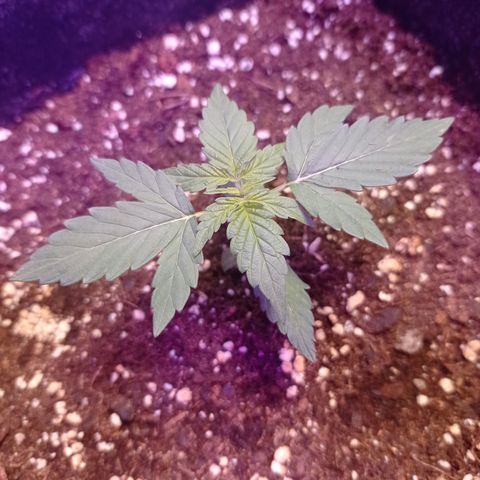 Milky Way #01 growlog timeline photo