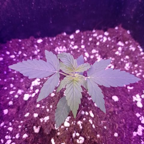 Milky Way #01 growlog timeline photo