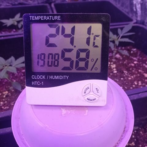 Royal Dwarf growlog timeline photo