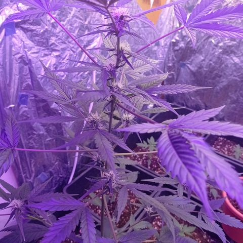 Royal Dwarf growlog timeline photo